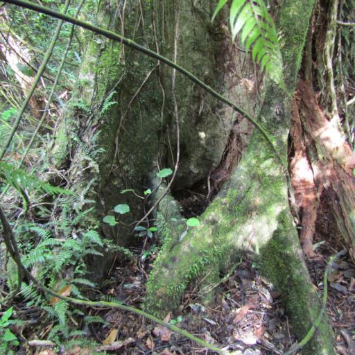 Laurelia novae-zelandiae — search result for 'Monimiaceae'