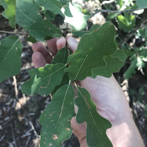 Quercus laceyi — houseplant care guide
