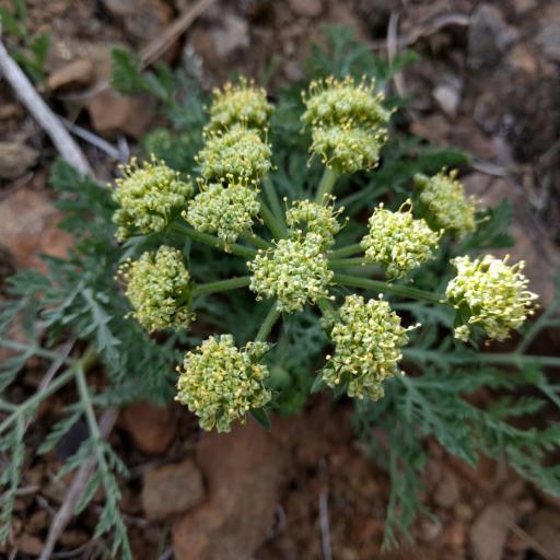 Lomatium macrocarpum other