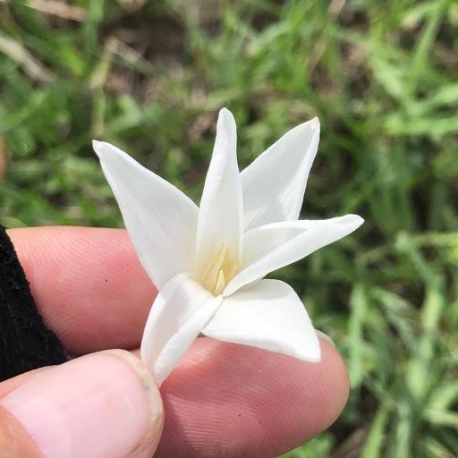 Zephyranthes chlorosolen — search result for 'Amaryllidaceae'