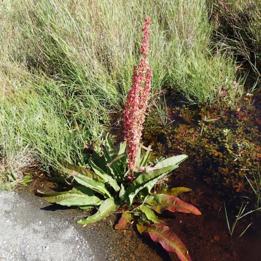 Rumex occidentalis other