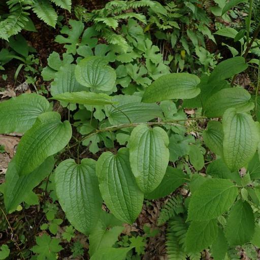 Smilax pulverulenta — search result for 'Smilax'