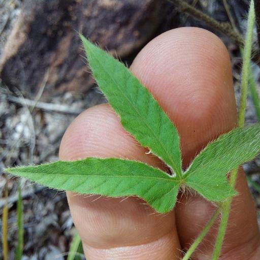 Ipomoea magnusiana other