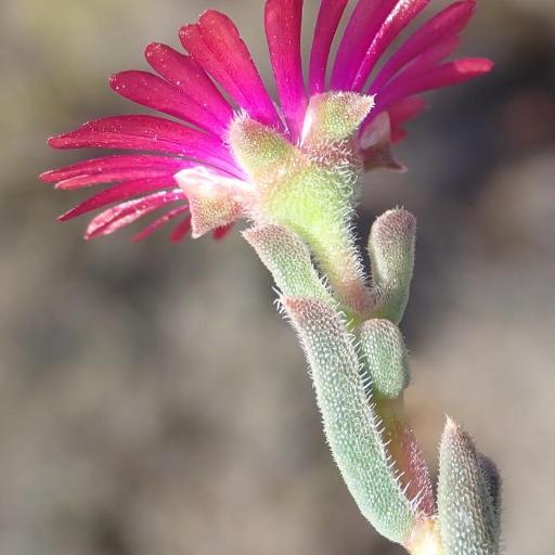 Delosperma neethlingiae — houseplant care guide