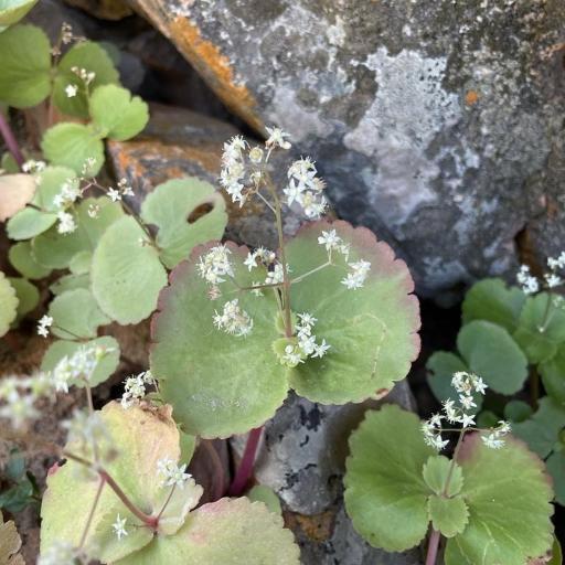 Crassula umbella other