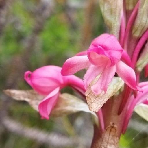 Satyrium princeps other