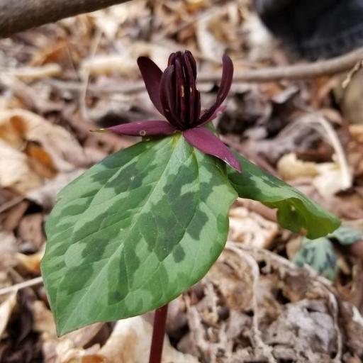 Trillium stamineum other