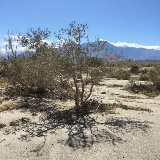 Psorothamnus arborescens — related species from the same genus