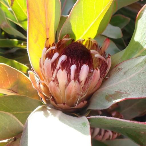Protea lorifolia other