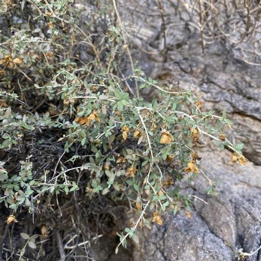 Crossosoma bigelovii — houseplant care guide