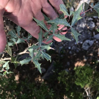 Berberis trifoliolata
