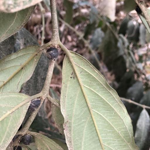 Lasianthus verticillatus other