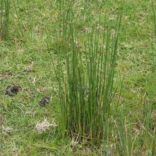 Juncus edgariae — houseplant care guide