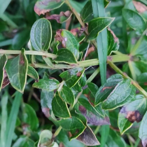 Coriaria sarmentosa — houseplant care guide