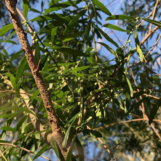 Melicytus dentatus other