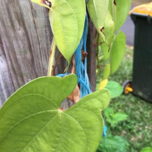 Dioscorea seriflora — search result for 'Dioscorea'