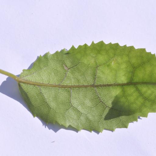 Hoheria populnea other