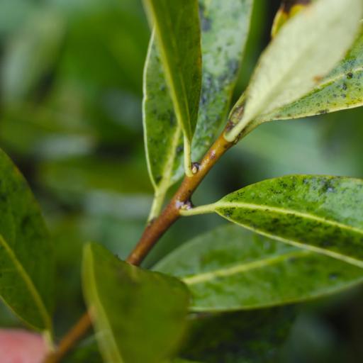 Pittosporum colensoi — search result for 'Pittosporum'