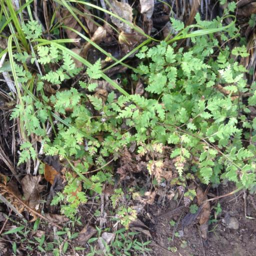 Pteris saxatilis — search result for 'Pteris'