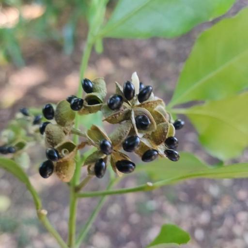 Melicope ternata — search result for 'Rutaceae'