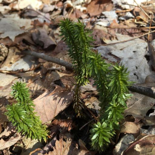 Huperzia lucidula other