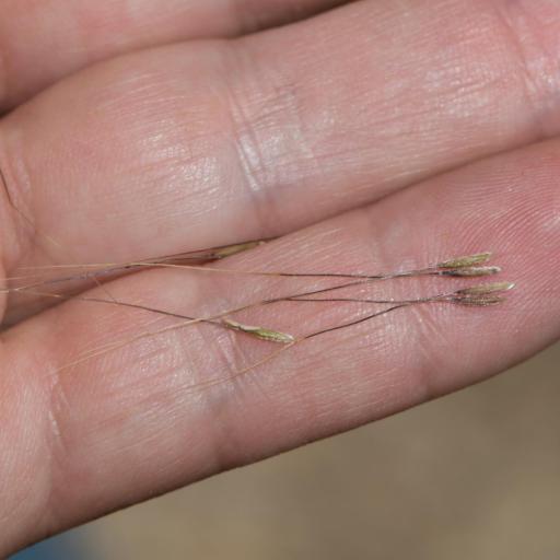 Nassella lepida — search result for 'Stipa'