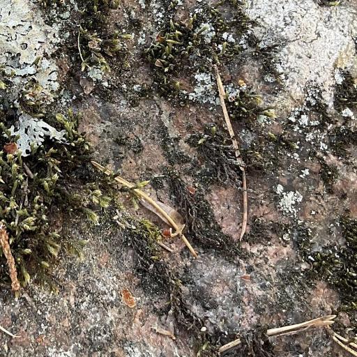 Hedwigia ciliata other