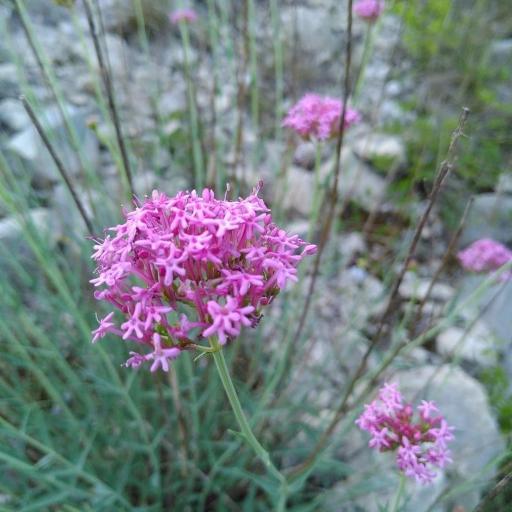 Valeriana lecoqii — search result for 'Valeriana'