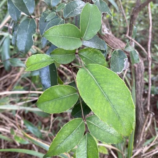 Zanthoxylum nitidum — houseplant care guide