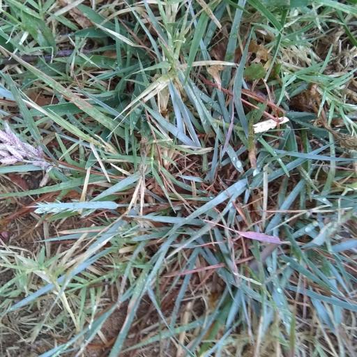 Eragrostis secundiflora other