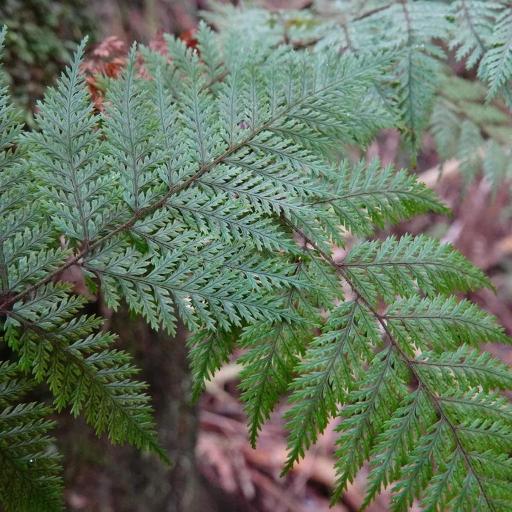 Lastreopsis hispida other