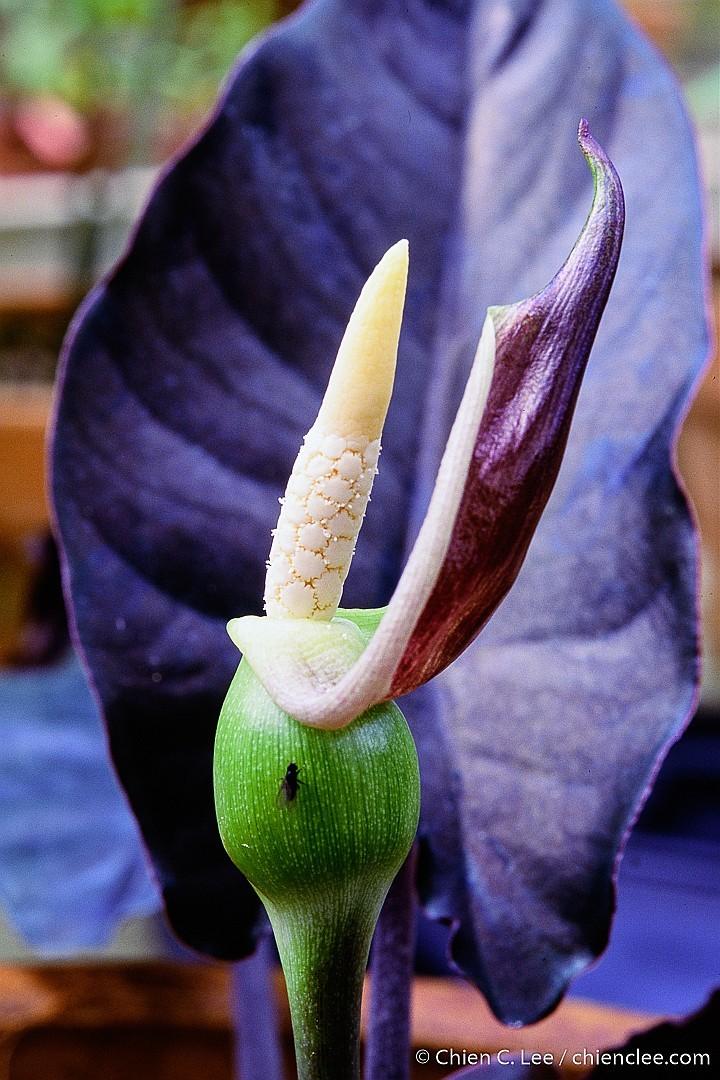 Alocasia infernalis — houseplant care guide