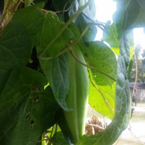 Cynanchum ovalifolium — foliage houseplant