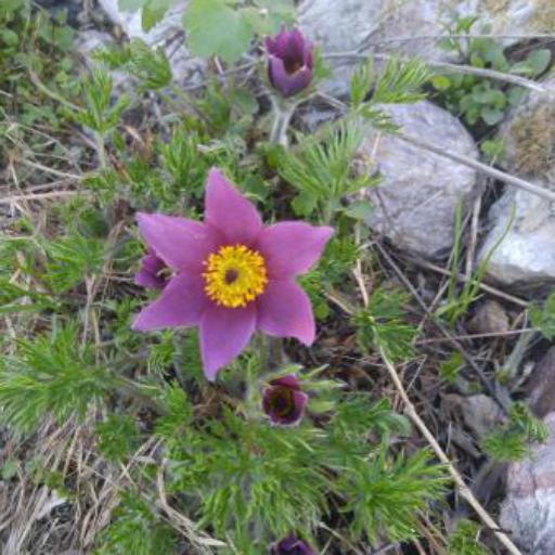 Pulsatilla patens other