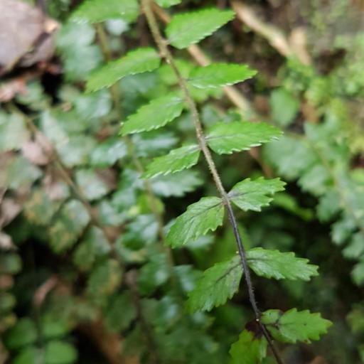 Blechnum filiforme other
