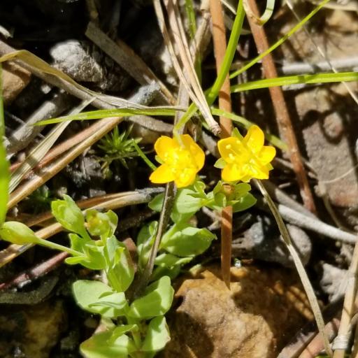 Hypericum anagalloides other