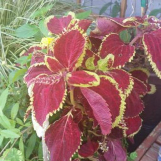 Coleus scutellarioides