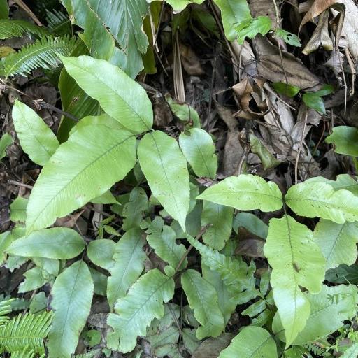 Diplazium lineolatum other