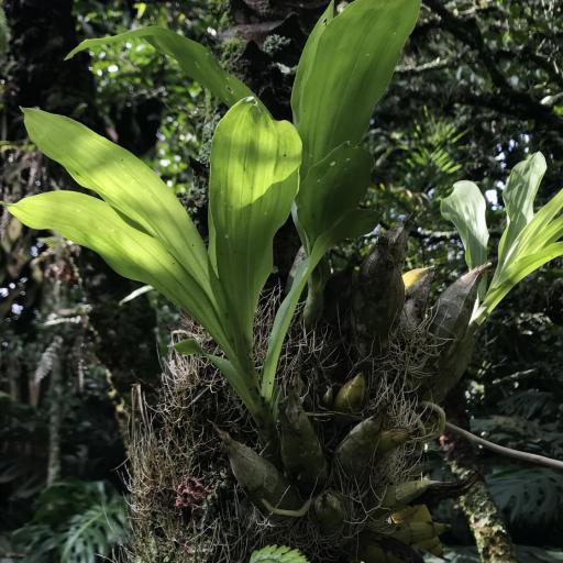 Catasetum tabulare — search result for 'Catasetum'