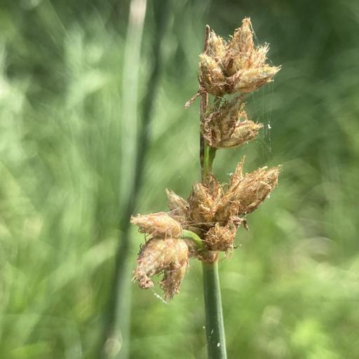 Schoenoplectus acutus — related species from the same genus