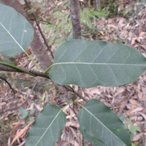 Leichhardtia rostrata other
