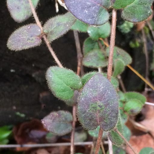 Lonicera hispidula — search result for 'Lonicera'