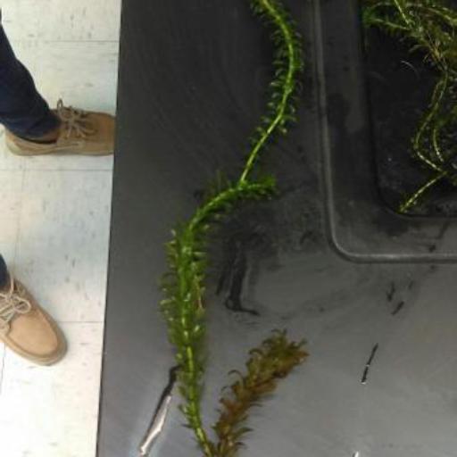 Elodea densa — search result for 'Egeria'