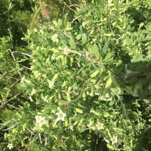 Lycium cooperi other