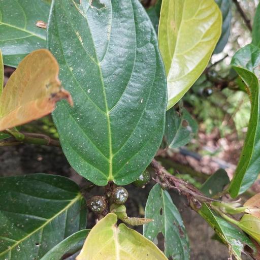 Ficus benguetensis — search result for 'Moraceae'