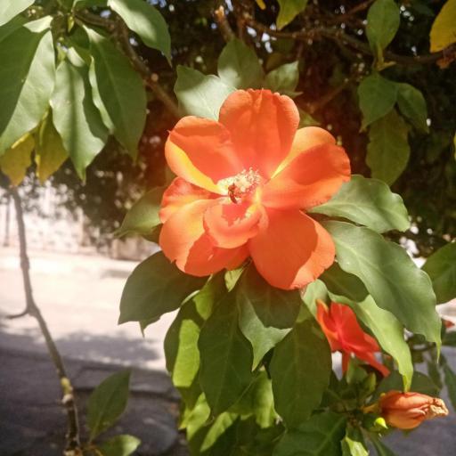 Leuenbergeria bleo other