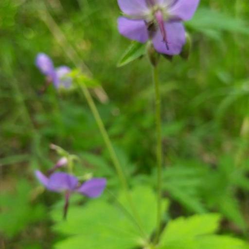 Geranium platyanthum — houseplant care guide
