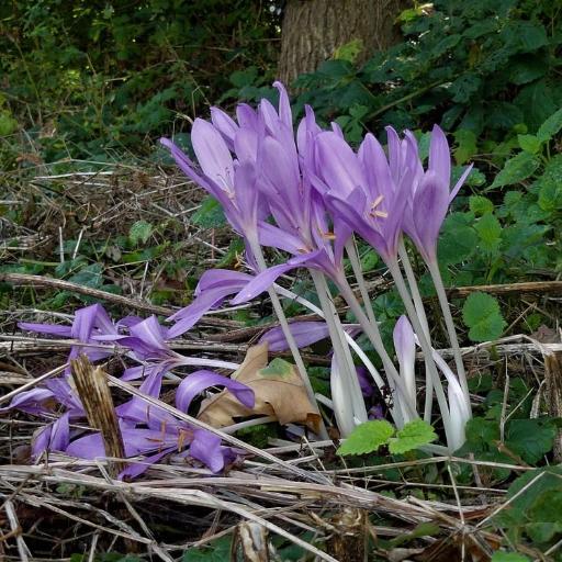 Colchicum × byzantinum other