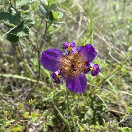 Alophia drummondii — houseplant care guide