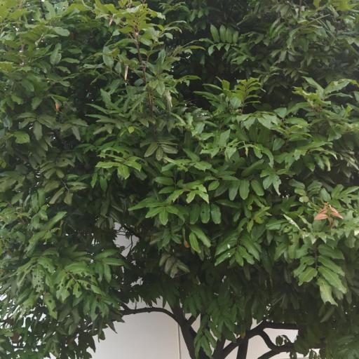 Alectryon excelsus other